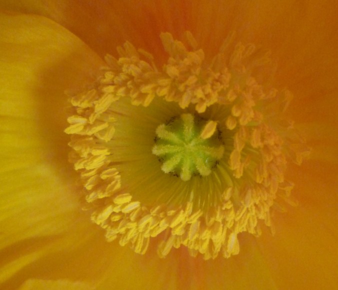 orange poppy